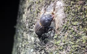 A stag beetle on a tree trunk.