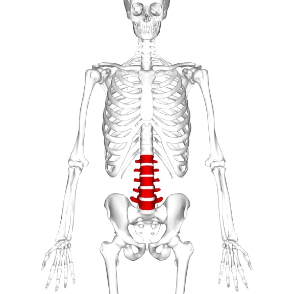 A picture of a skeleton, with the lumbar region of the spine (the five lower vertebrae) highlighted in red