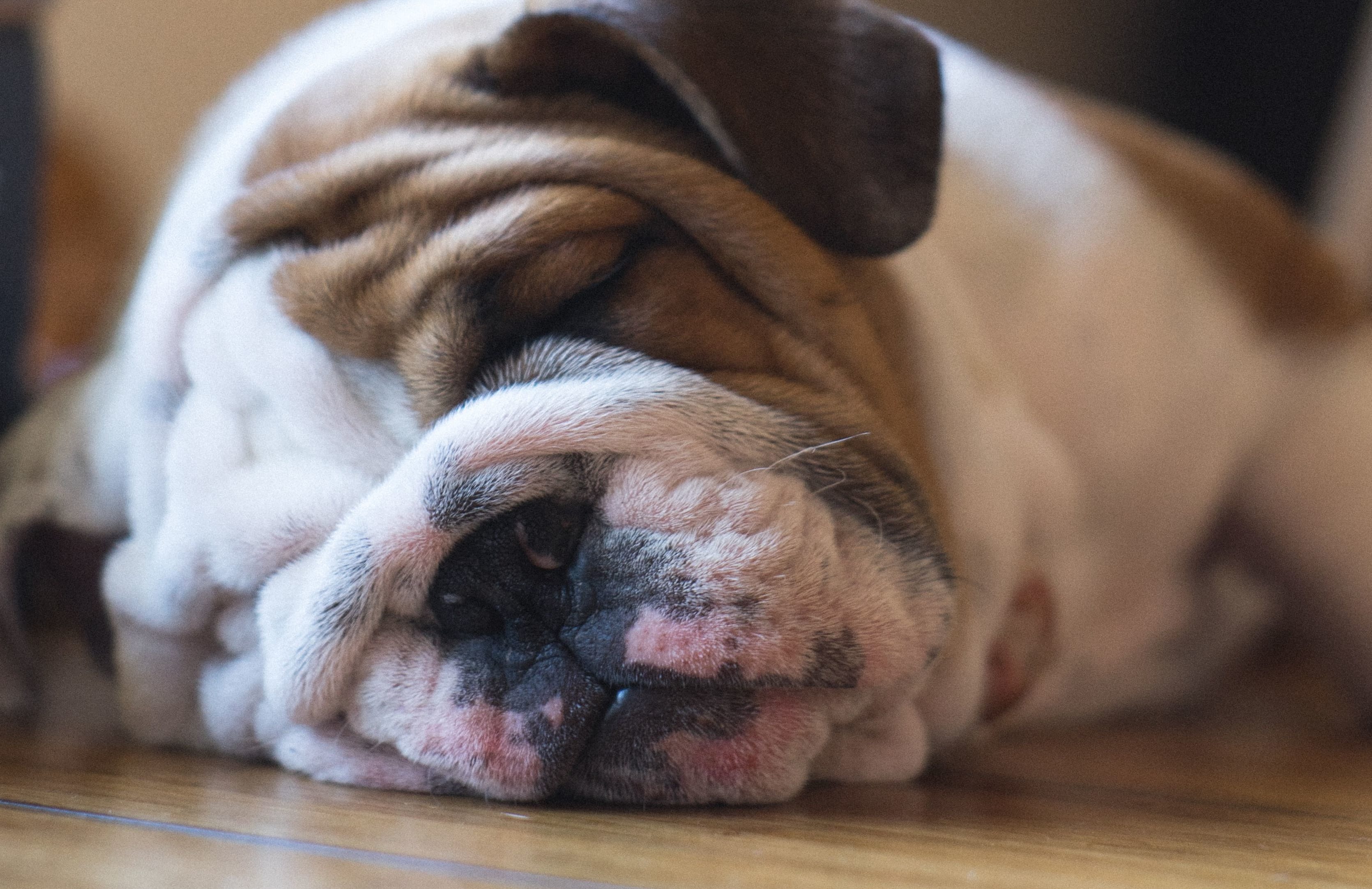sleeping pug