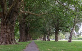 Hagley Park in Christchurch