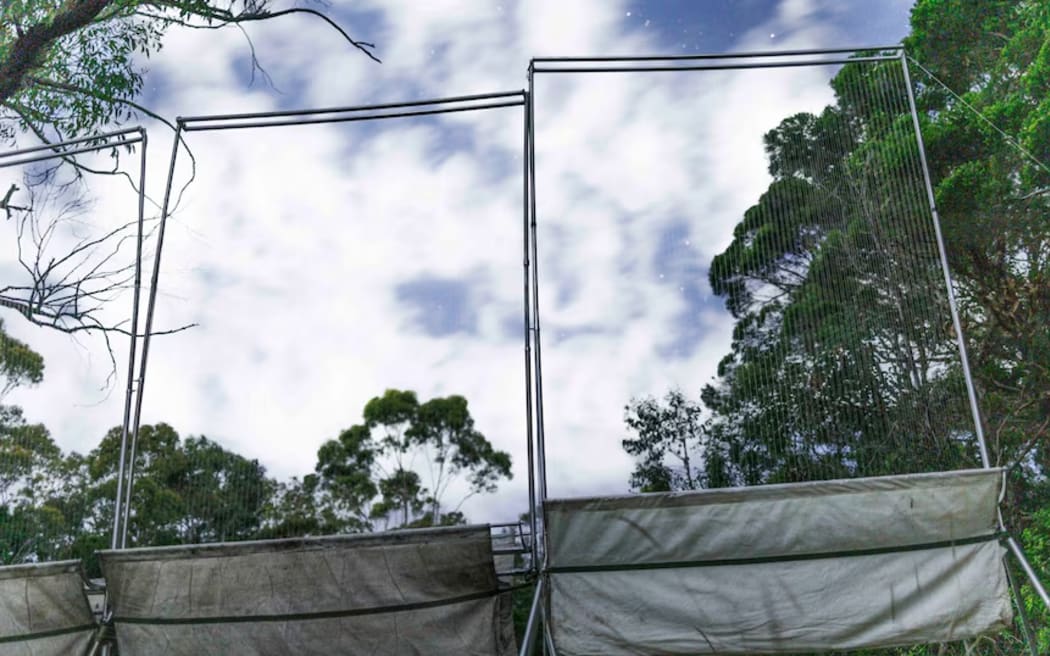 The discovery of Southern Myotis in urban Wollongong was made during a first-of-its-kind harp trap survey. (Supplied: DCCEEW)