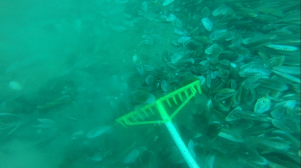 Researchers use a rake to level out mussel shells sunk in August.