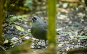Kahurangi the Kokako