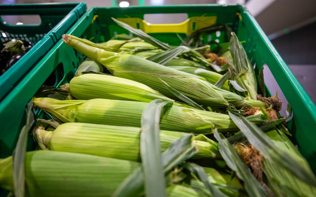 New Zealand grown corn.