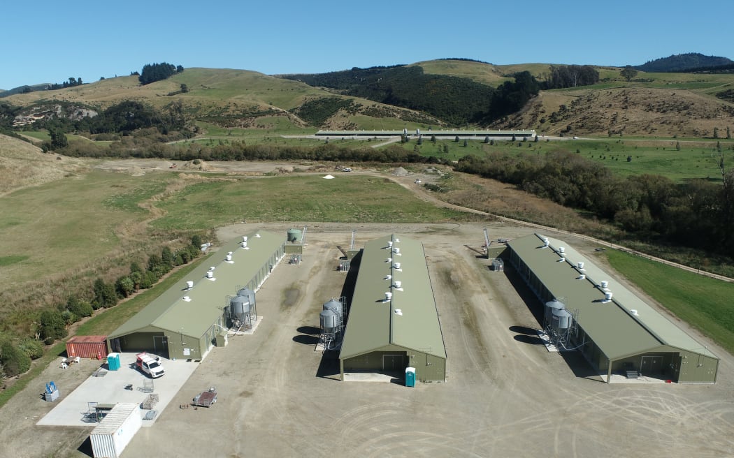 Day-old chicks are being brought into the rearing sheds and kept there for 15 weeks before being transferred to each of the eight laying sheds.