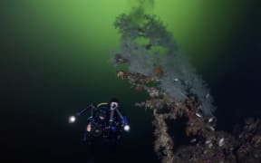 A person diving underwater in full SCUBA gear next to a feathery aquatic plant that is grey and dark coloured. The water is dark and green.
