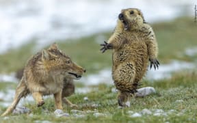 Wildlife Photographer of the Year 2019
Grand title winner