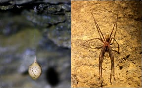 Nelson cave egg sac and spider in Crazy Paving Cave in Kahurangi National Park's Ōparara Basin.