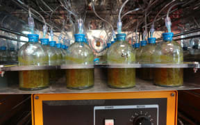 The compounds were first tested in laboratory experiments in rumen fluid.