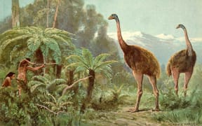 An illustration of moa.