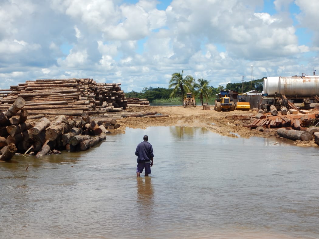 Logging piles on the Sepik River in Papua New Guinea.