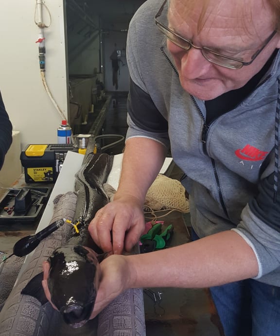 Kim Aarestrup with a tagged female longfin eel. The satellite tag will sit streamlined alongside the eel's body as she swims.