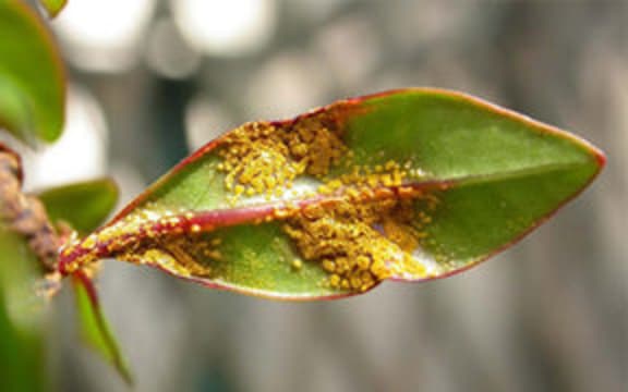 myrtle rust