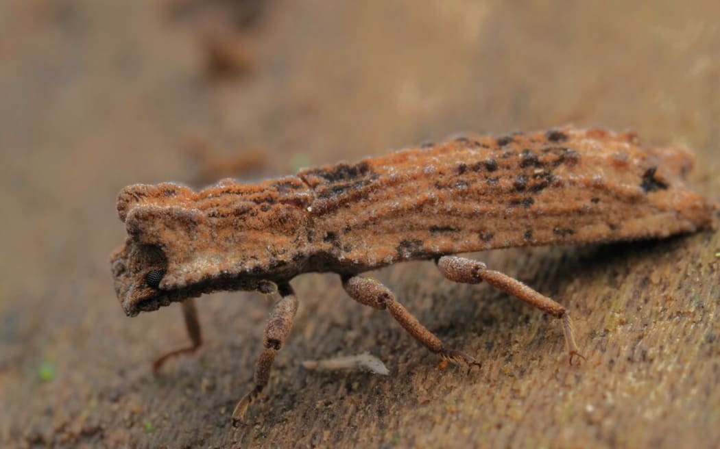 Debris Cloaking Bark Beetle