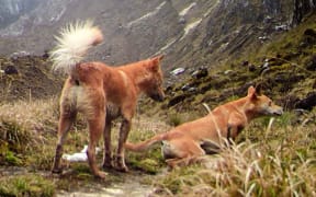 New Guinea Highland Wild Dog