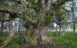 Heather Jean Bryham admires a large, old pūriri tree on the family farm near Waipū.