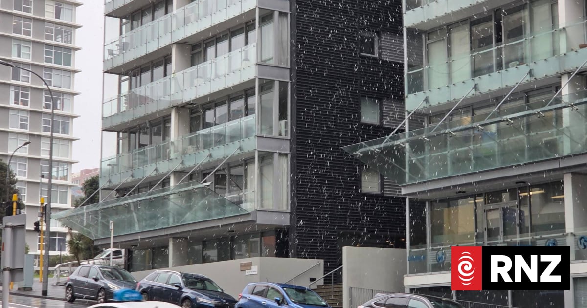 Live weather: Snow falls in Wellington; Dunedin drivers urged to take care