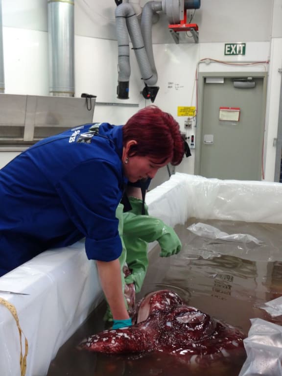 Dr Kat Bolstad examines the arms and tentacles of the colossal squid.