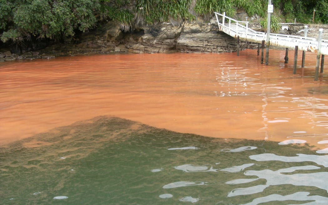 A noctiluca scintillans bloom in Blackwood Bay, 2012.