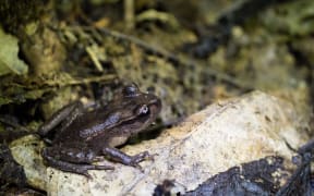 A Hamilton's frog