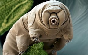 A Tardigrade, also known as a water bear