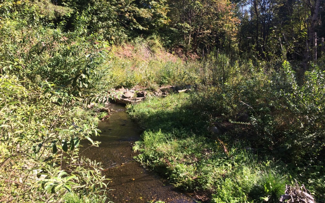 Thornton Creek in Seattle, Washington is now thriving.