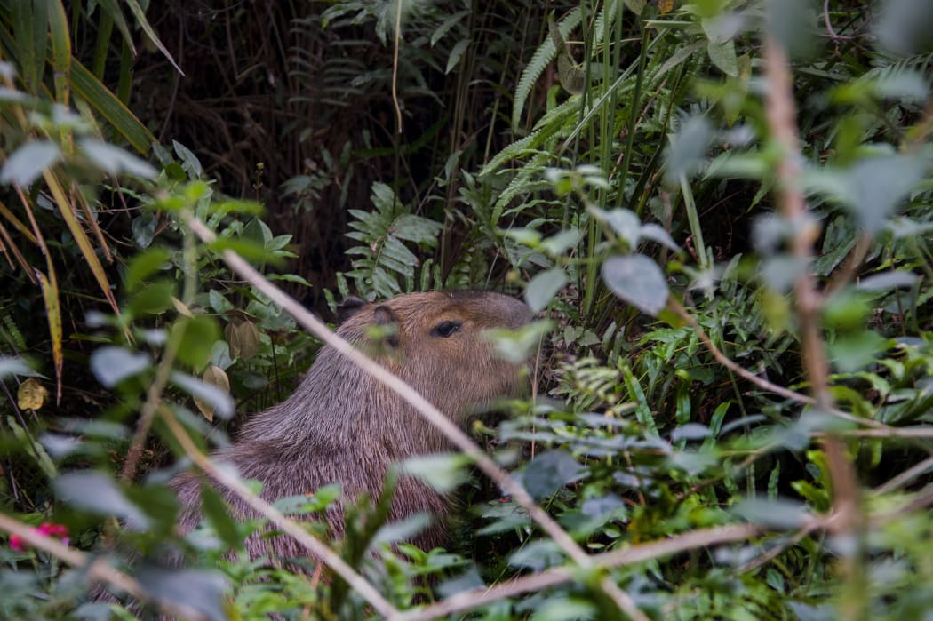 A capybara hides in the bushes bordering the Rio 2016 Olympics golf venue.