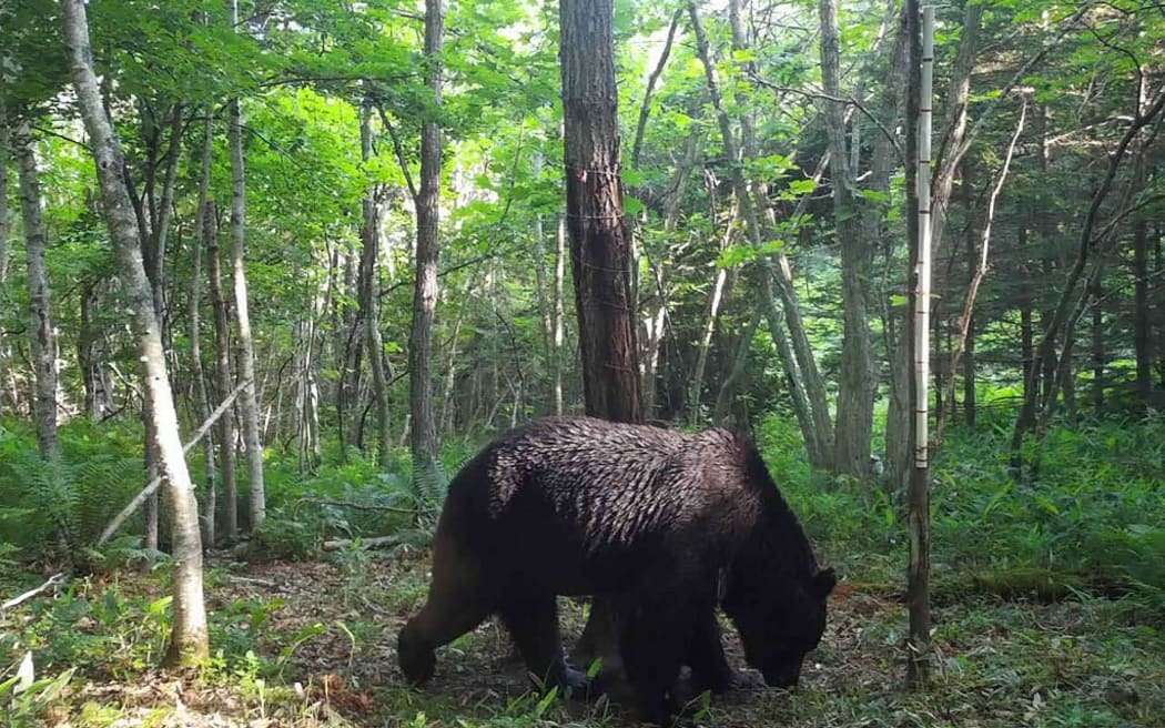 Brown bears can be found in the northernmost region of Hokkaido, where there have been more than 150 attacks.
