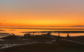 A pod of pilot whales that stranded twice outside Juan Fernández' home between Pakawau and Puponga in Golden Bay.