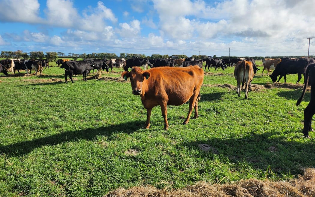 After 36mm of rain in the last week, pastures are already looking lush and green again.