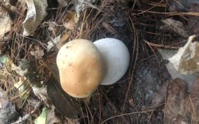 Jacob Brown's foraged mushrooms