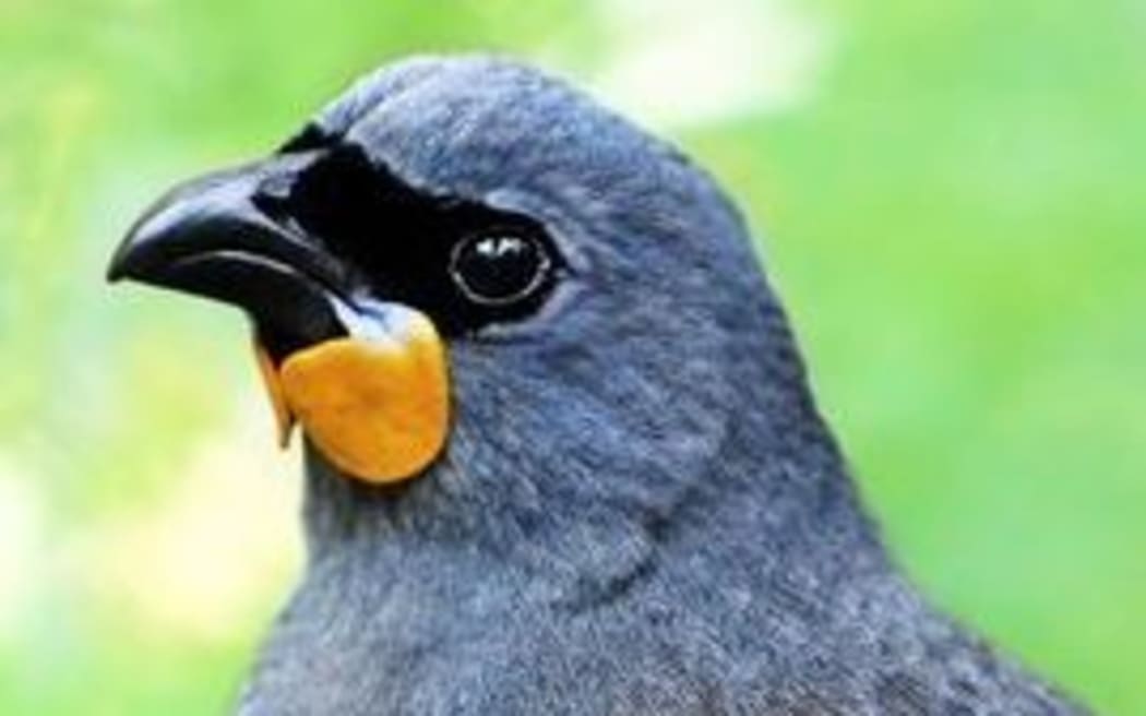 How the South Island Kokako may look