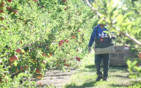 RSE worker in a Hawke's Bay orchard.