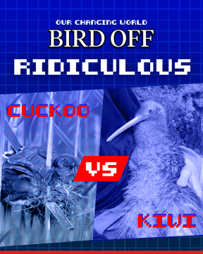A blue-tinged computer-game-style graphic with the words "Our Changing World Bird Off: Ridiculous" above side-by-side images of a cuckoo vs. a kiwi.