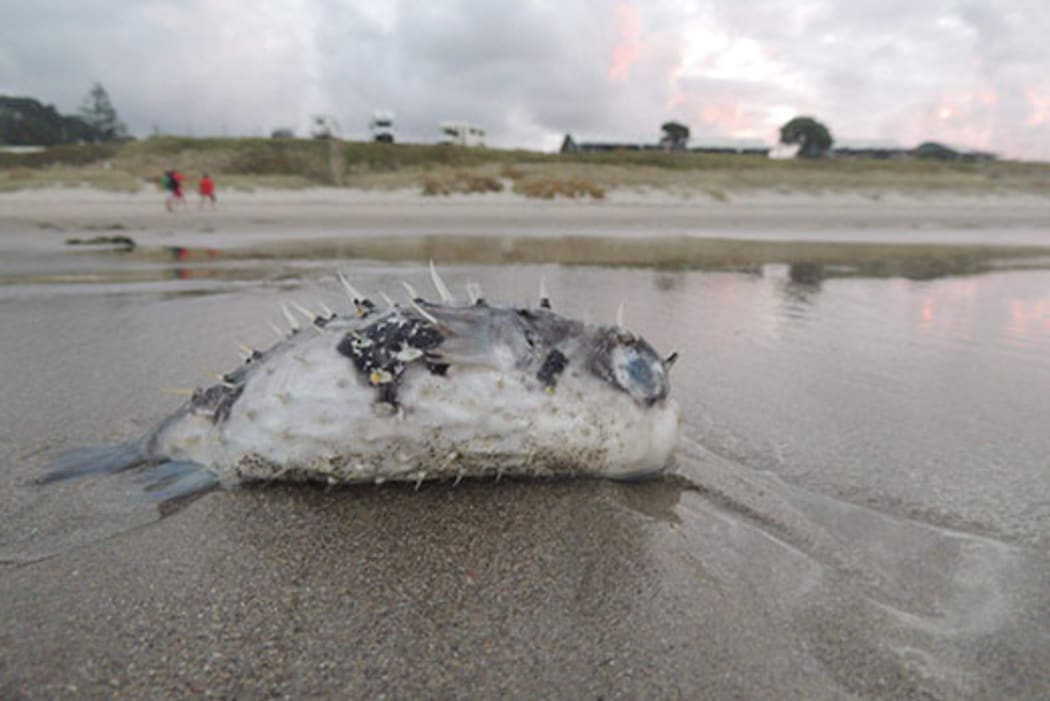 Puffer fish have washed up on beaches in the Coromandel.