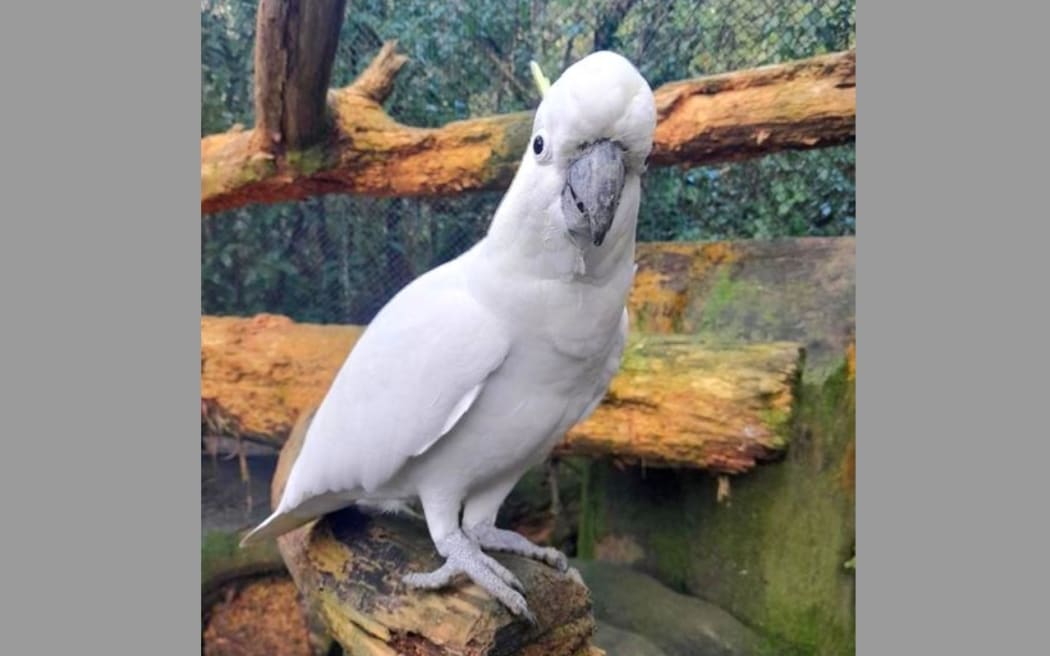 Staglands Wildlife Reserve's sulphur crested cockatoo, named Pepper.