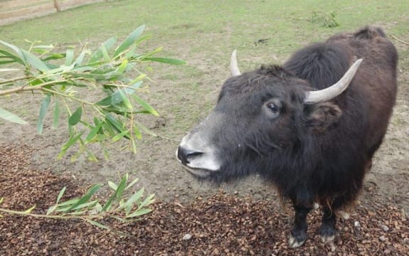 A Himalayan Yak eats lunch at Naturalnd in Nelson.