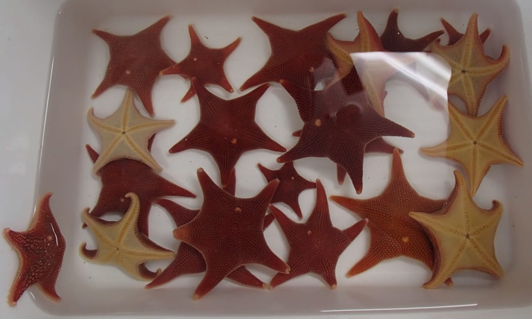 Tank of Antarctic starfish