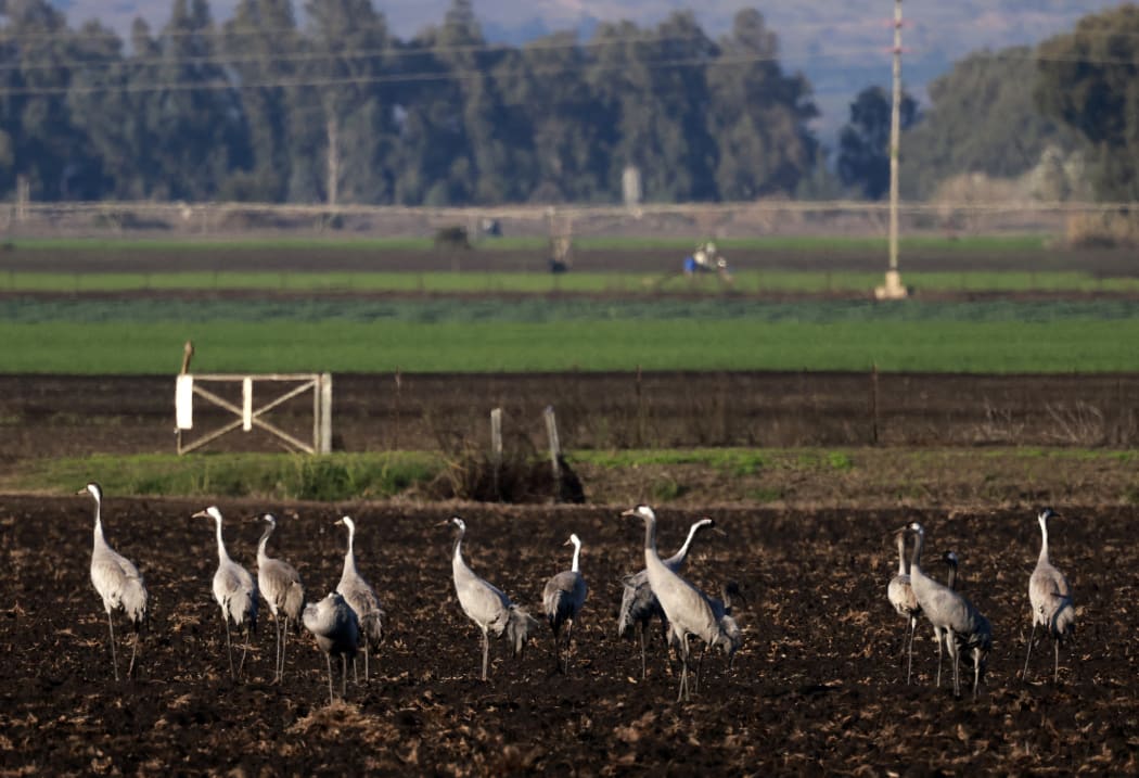 Gray cranes in an agricultural land in the northern Israeli Hula valley, on December 26, 2021.