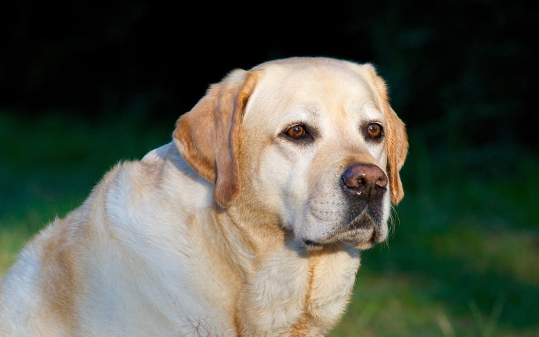 fat labrador
