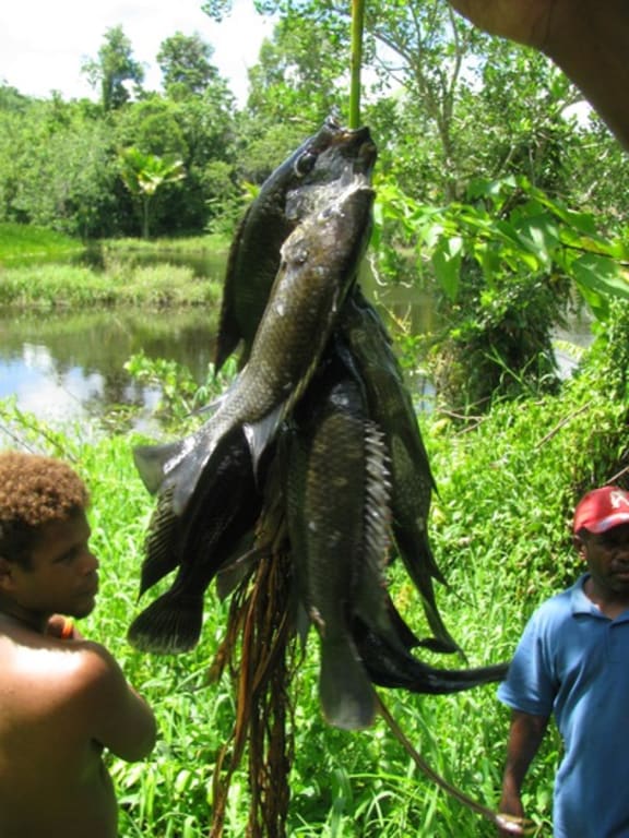 Mozambique tilapia caught near Honiara, Guadalcanal, Solomon Islands. This introduced species of fish is already present in many Solomon Islands waterway