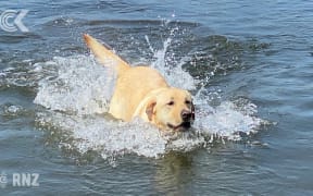 Heroic labrador helps save small dog in the sea