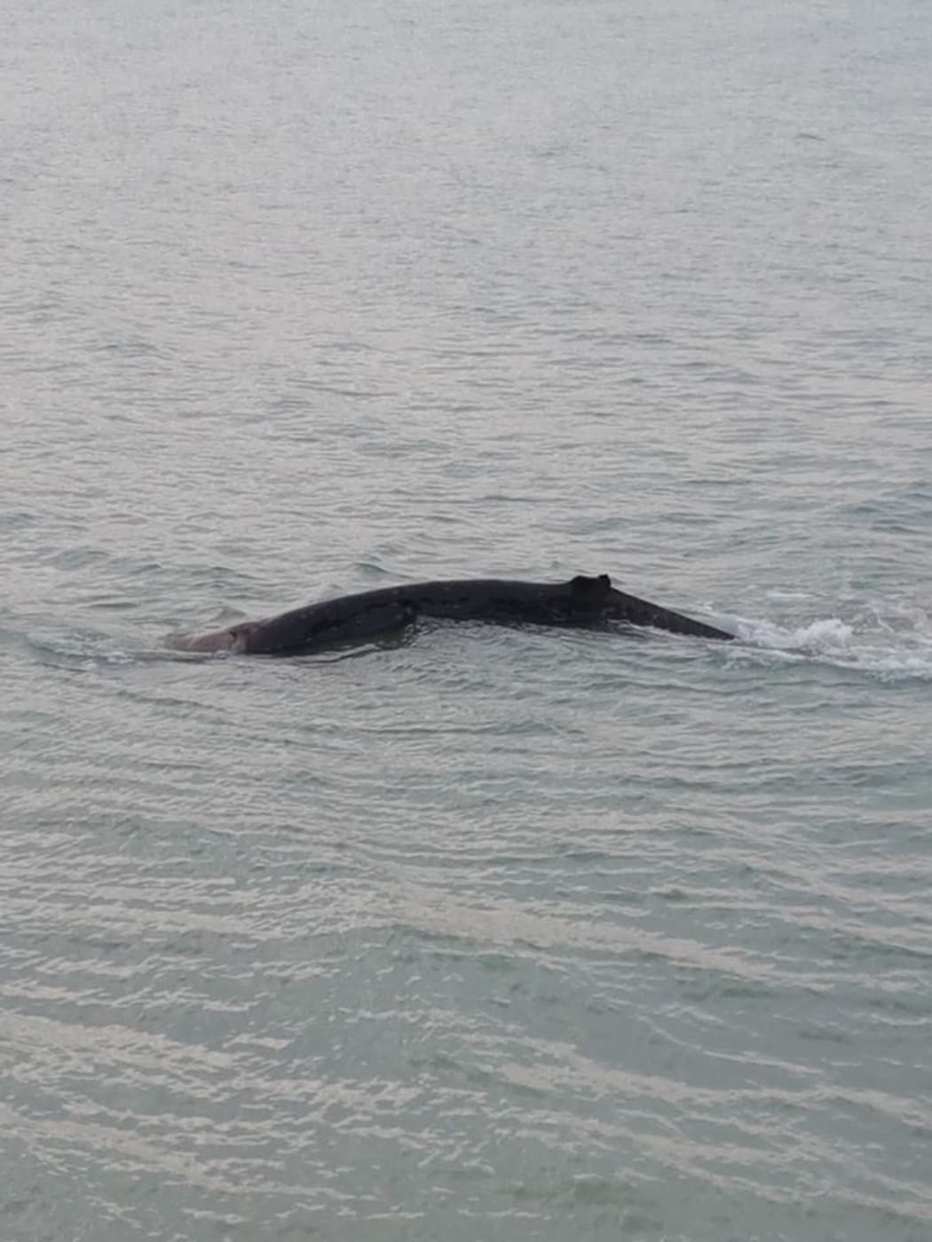 A whale was refloated several times at Caroline Bay in Timaru but continued to beach and died.