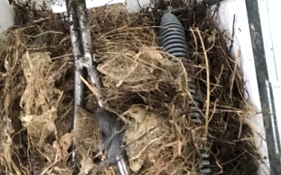 A titiponamu nest inside a possum trap.