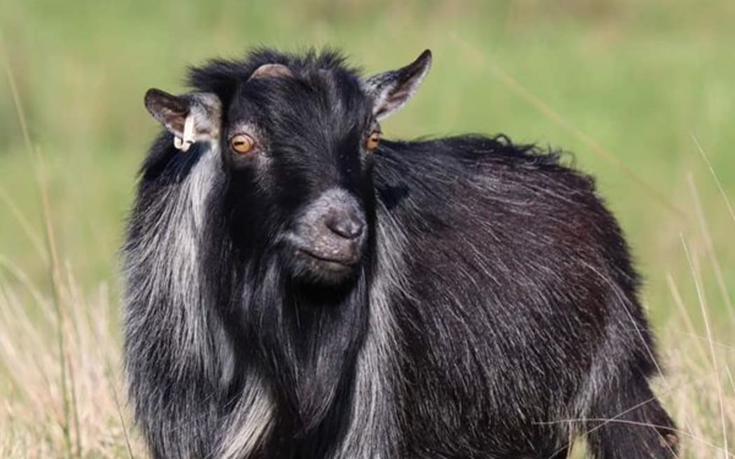 Bill Collins the pygmy goat.