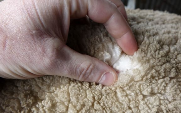 Direct from the sheep's back, the super fine Merino wool grown at Earnscleugh Station in New Zealand is destined for the catwalks of the world.