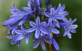 Agapanthus