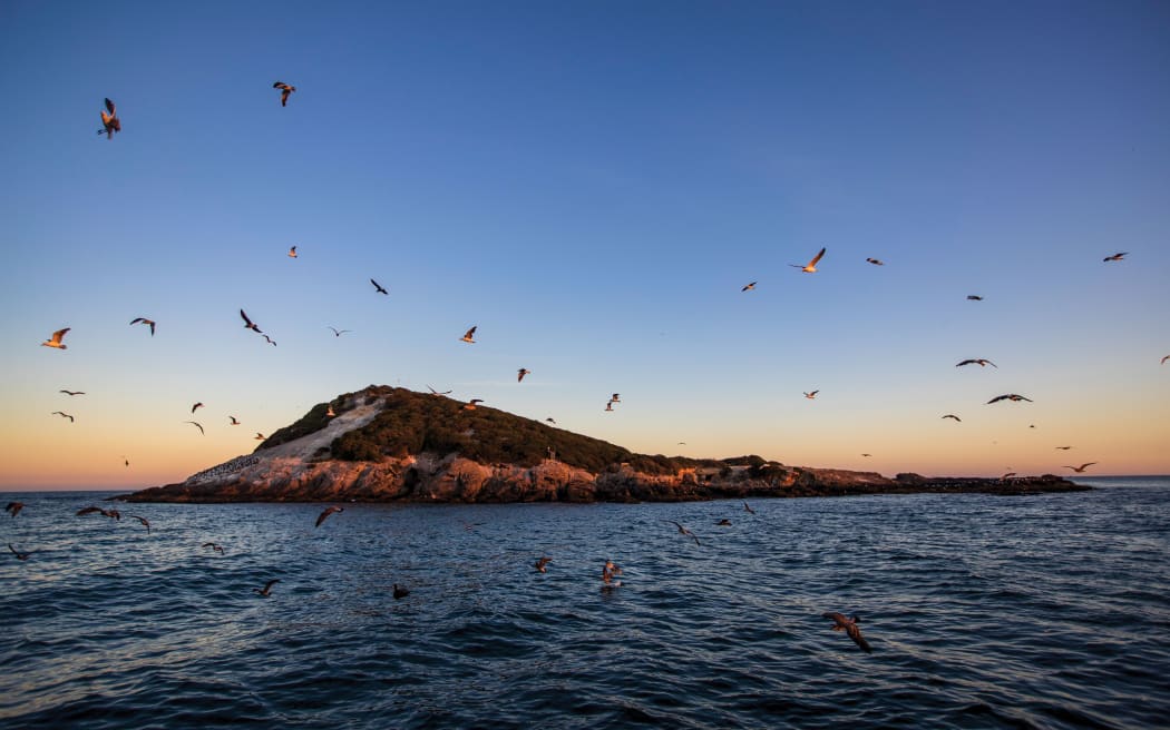 A sloped rocky island with vegetation in dark choppy seas with a flock of seabirds swirling around it. The sky is twilight, with orange light in a band at the horizon.