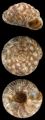 The small land snail Charopa coma is one of the commonest land snails, found in forest throughout New Zealand.