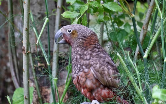 Kaka